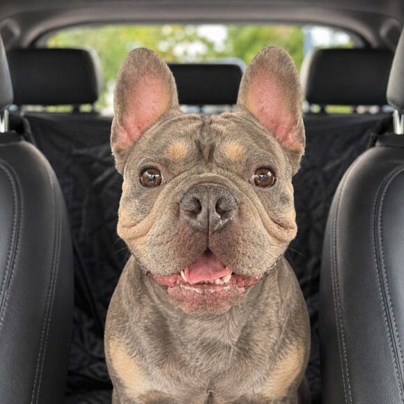 luvpugs520